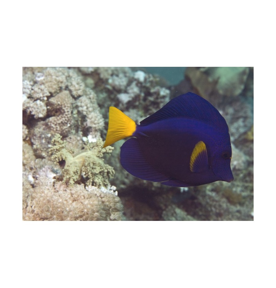 Poisson Ange Royal (Angel Fish)*