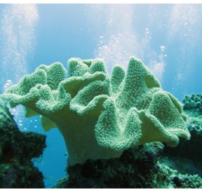 Soft Coral (Corail de Cuir)*