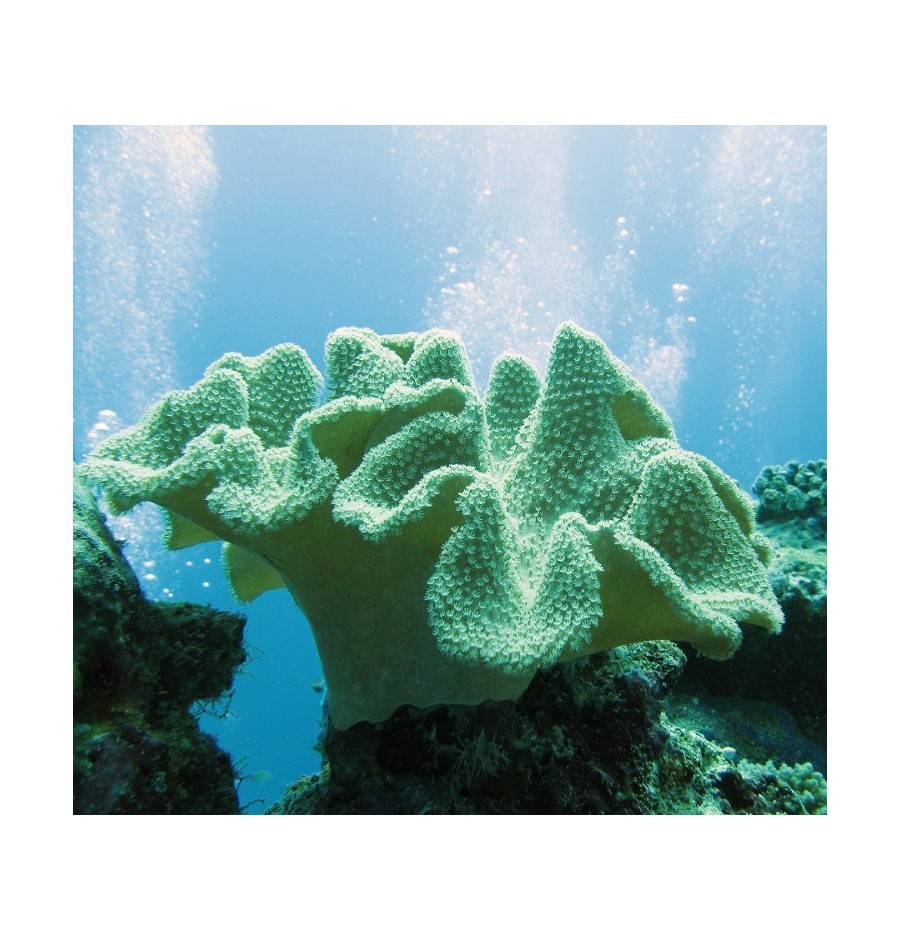 Corail de Cuir (Soft coral)* Corail de Cuir (Soft coral)*