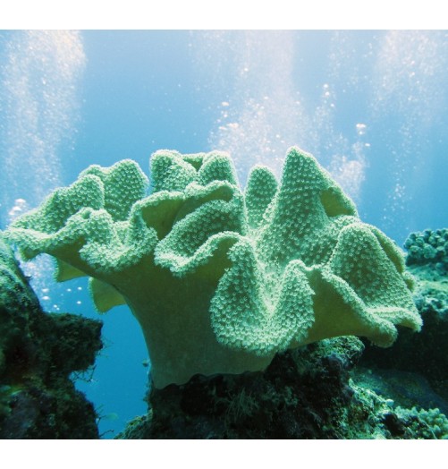 Soft Coral (Corail de Cuir)*