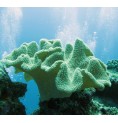 Corail de Cuir (Soft coral)* Corail de Cuir (Soft coral)*