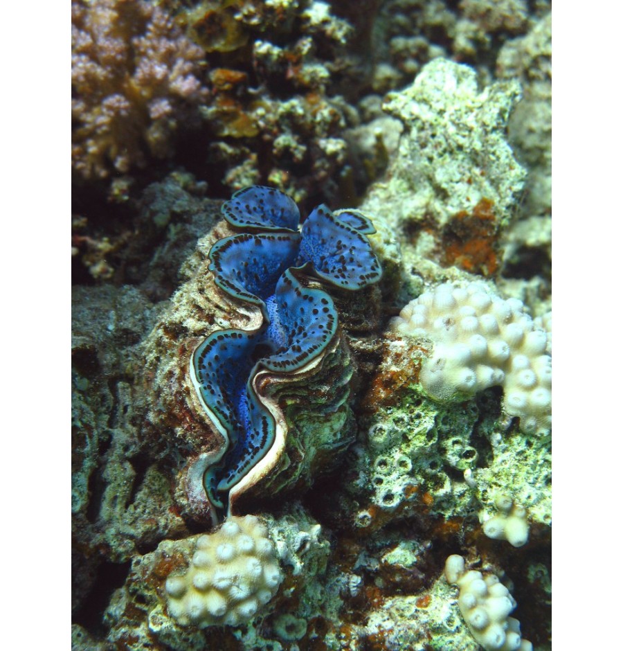 Bénitier Commun (Tridacne géant)* Bénitier Commun (Tridacne géant)*