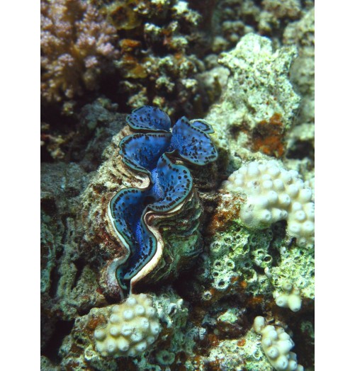 Bénitier Commun (Tridacne géant)*