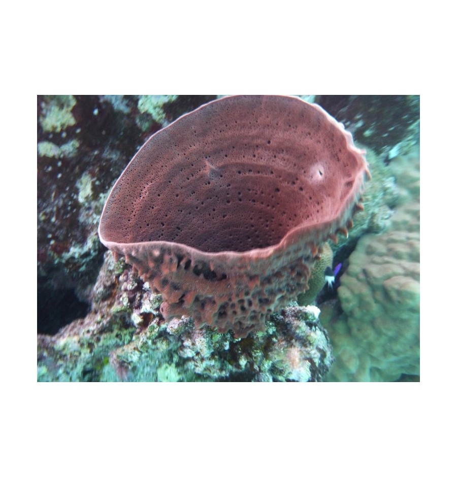 Eponge Tubulaire à Epines (Spongiaires)*