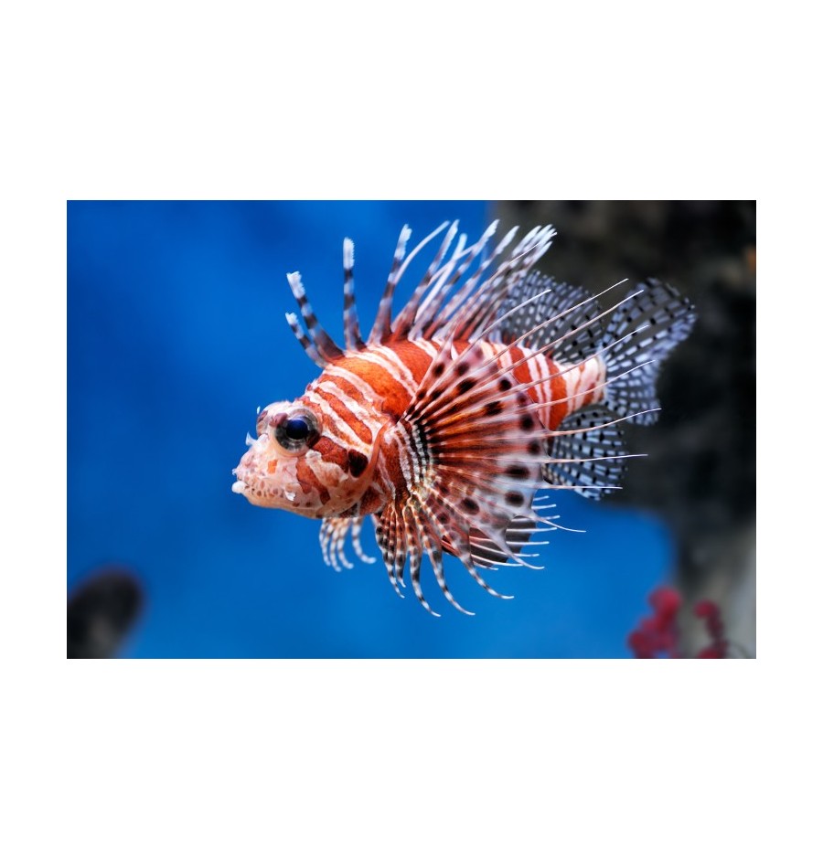 Rascasse Volante (Lionfish)*