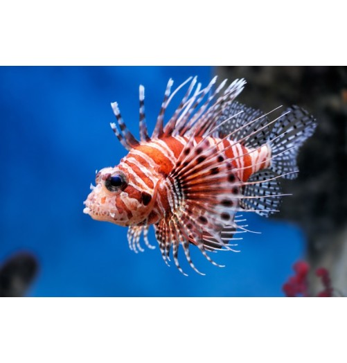 Rascasse Volante (Lionfish)*