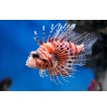 Rascasse Volante (Lionfish)*