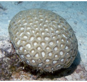 Transverse Coral (Favite)*