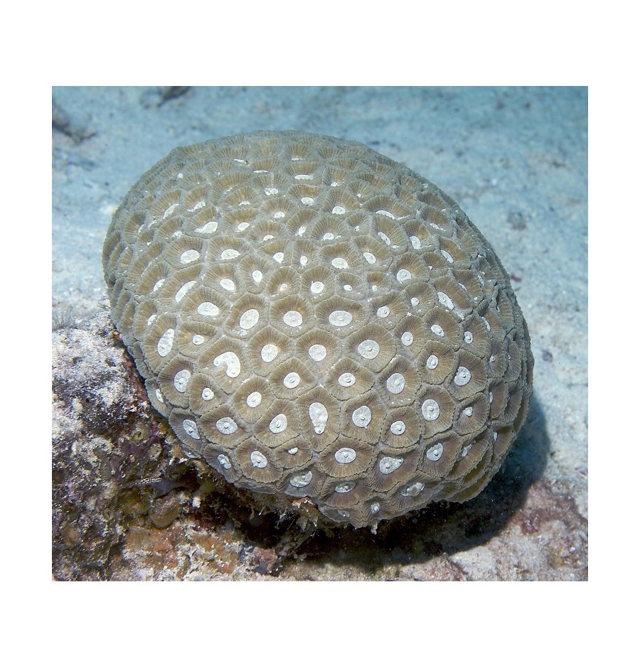 Favite (Transverse Coral )* Favite (Transverse Coral )*
