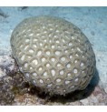 Favite (Transverse Coral )* Favite (Transverse Coral )*