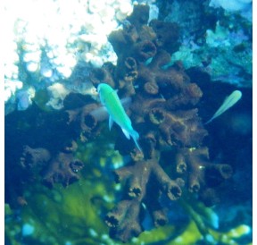 Corail Arbuscule (Corail Dendro)*