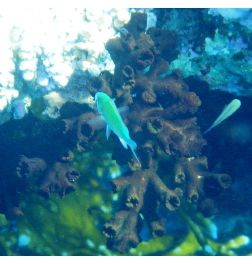 Corail Arbuscule (Corail Dendro)*