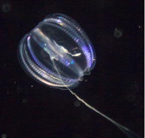 Groseille de mer (Comb Gelly)*