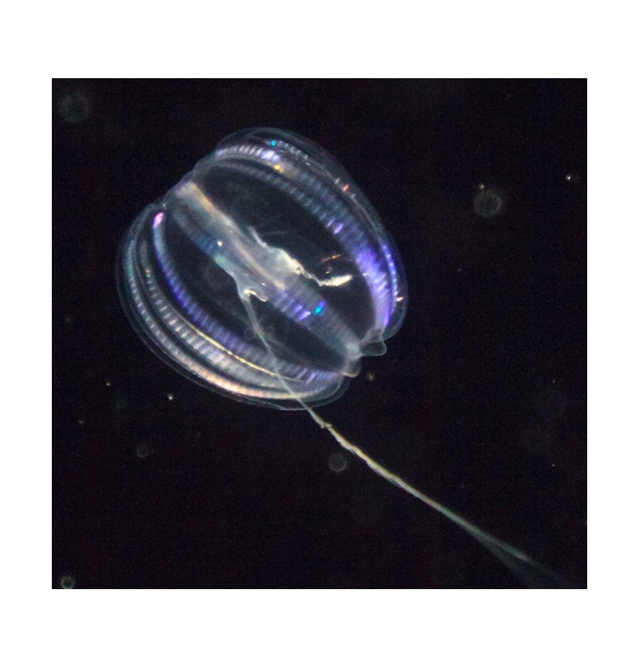 Groseille de mer (Comb Gelly)* Groseille de mer (Comb Gelly)*