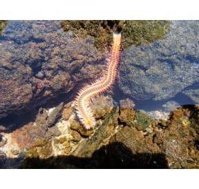 Ver de Feu Barbu (Bearded Fireworm)*