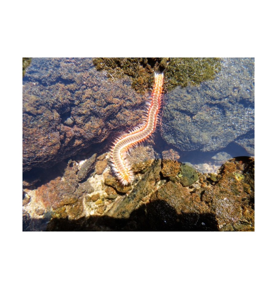 Ver de Feu Barbu (Bearded Fireworm)* Ver de Feu Barbu (Bearded Fireworm)*