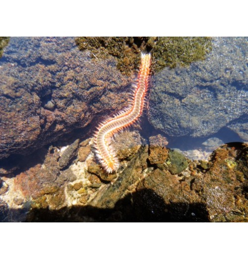 Ver de Feu Barbu (Bearded Fireworm)*