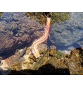 Ver de Feu Barbu (Bearded Fireworm)* Ver de Feu Barbu (Bearded Fireworm)*