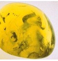 Olivine* Olivine*