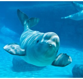 Beluga