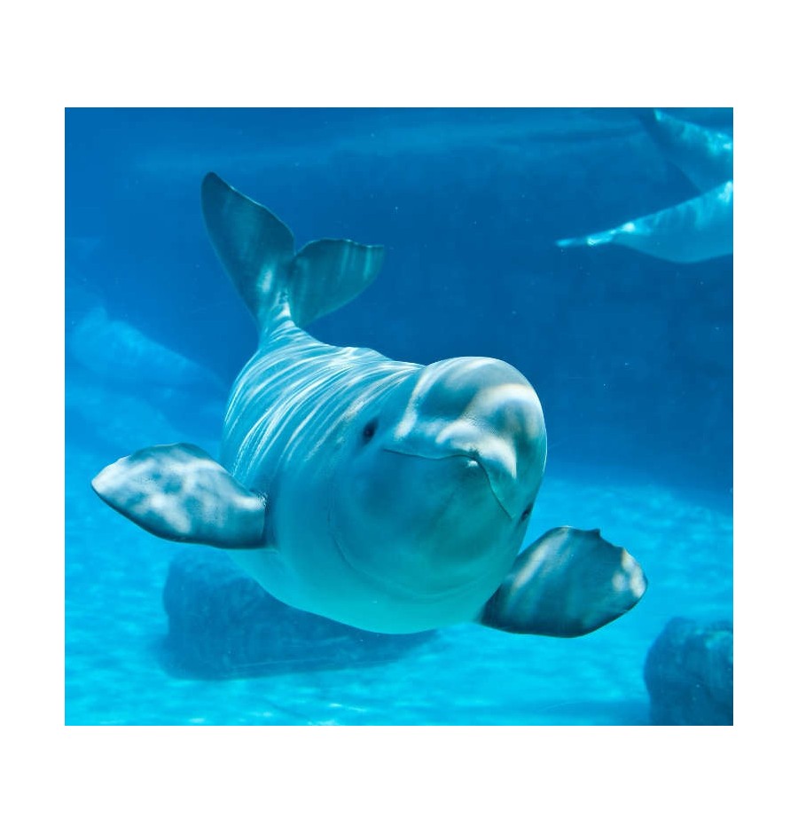 Beluga Beluga