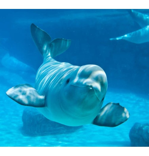 Beluga