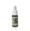 Cleistocactus Ritteri* (Inner Cleansing Cactus) élixir 15ml Cleistocactus Ritteri* (Inner Cleansing Cactus) élixir 15ml