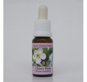 Prunier/Cherry Plum