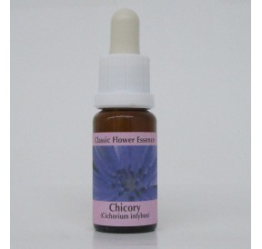 Chicorée Sauvage/Chicory