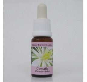 Clématite/clematis