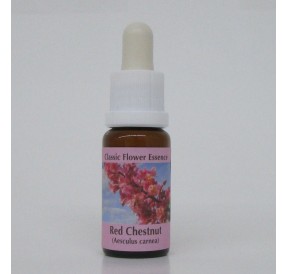 Marronnier Rouge/Red Chestnut