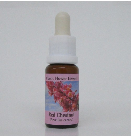 Marronnier Rouge/Red Chestnut