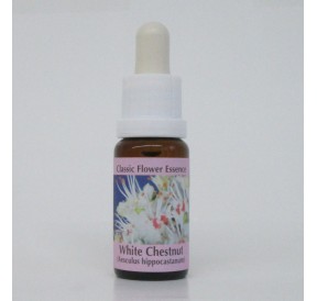 Marronnier Blanc/White Chestnut