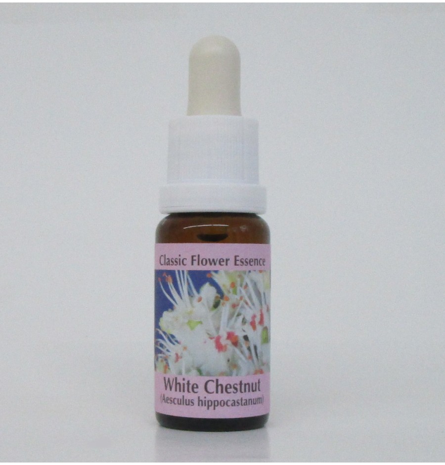 Marronnier Blanc/White Chestnut* Marronnier Blanc/White Chestnut*
