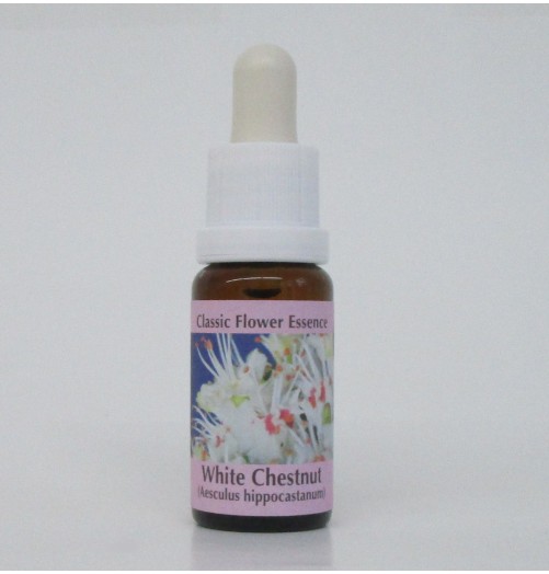 Marronnier Blanc/White Chestnut