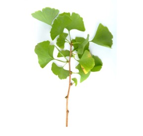 Ginkgo biloba Bio 40 gélules