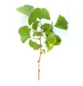Ginkgo biloba Bio 40 gélules Ginkgo biloba Bio 40 gélules