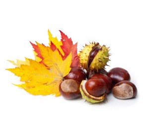 Marron d’Inde Bio 40 gélules