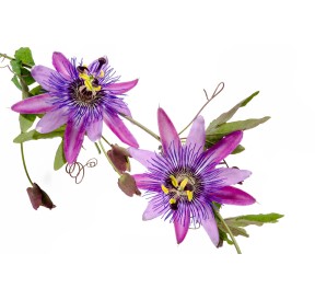 Passiflore Bio 40 gélules