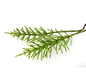 Prêle des Champs Bio 40 gélules