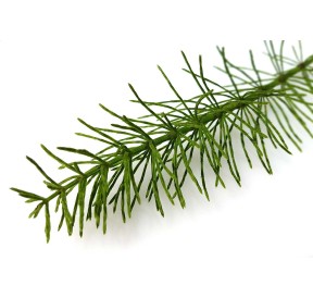Prêle des Champs Bio 40 gélules