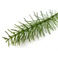 Prêle des Champs Bio 40 gélules Prêle des Champs Bio 40 gélules