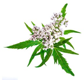 Valériane Bio végan. Phytothérapie