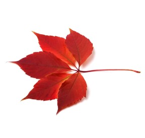 Vigne rouge Bio 40 gélules