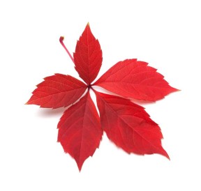 Vigne rouge Bio végan. Phytothérapie
