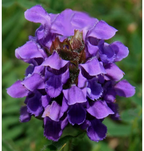 Crème Brunelle