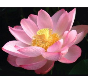 Crème Lotus