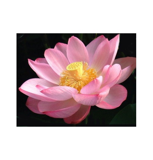 Crème Lotus