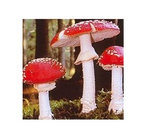 Amanite Tue-Mouche