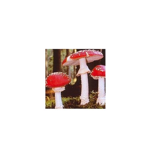 Amanite Tue-Mouche